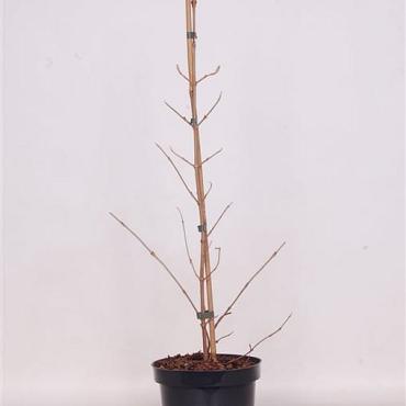 Viburnum plic. Kilimandjaro