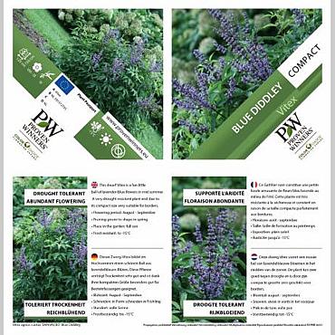 Vitex agnus-castus Blue Diddley