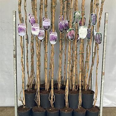 Wisteria macrostachya 'Blue Moon'