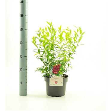 Vaccinium 'Pink Lemonade'