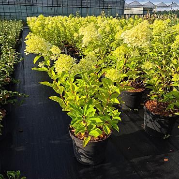 Hydrangea pan. 'Limelight'