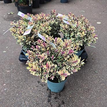 Hebe 'Tricolor'