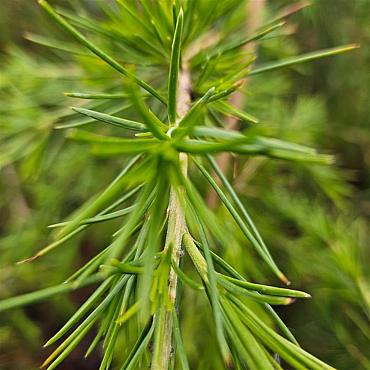 Cedrus deod. 'Gold Cascade'