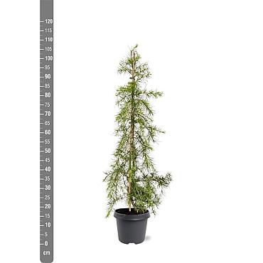Cedrus deod. 'Gold Cascade'