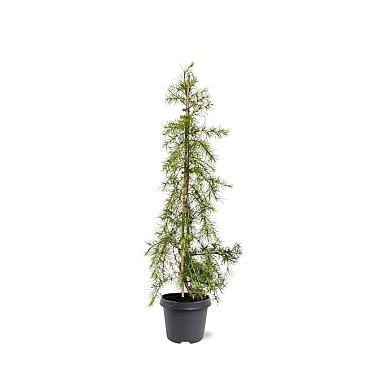 Cedrus deod. 'Gold Cascade'