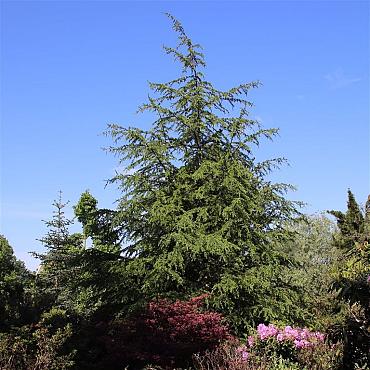Cedrus libani