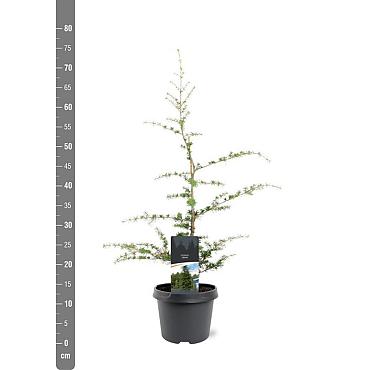 Cedrus libani