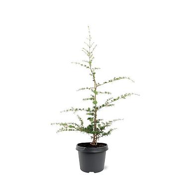 Cedrus libani