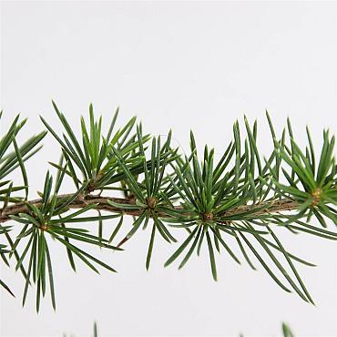 Cedrus libani