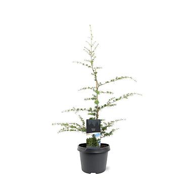 Cedrus libani