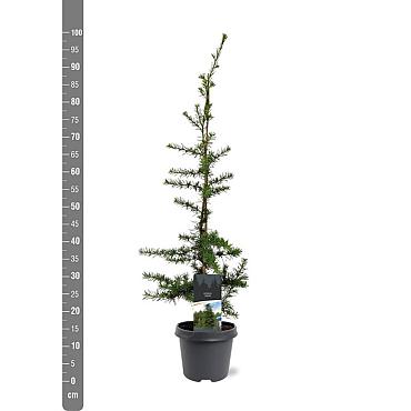 Cedrus libani