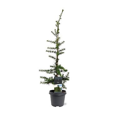 Cedrus libani