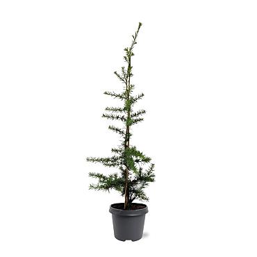 Cedrus libani