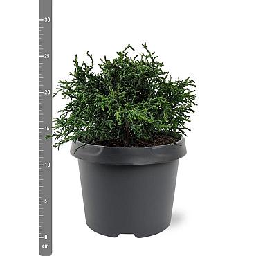 Chamaecyparis o. 'Lycopodioides'