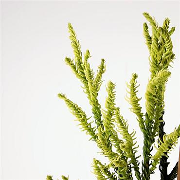 Cryptomeria j. 'Kyara Gold'