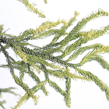 Cryptomeria j. 'Kyara Gold'