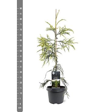 Cryptomeria j. 'Kyara Gold'