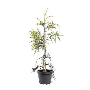 Cryptomeria j. 'Kyara Gold'