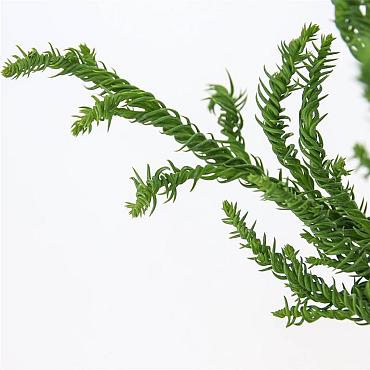 Cryptomeria j. 'Rasen'