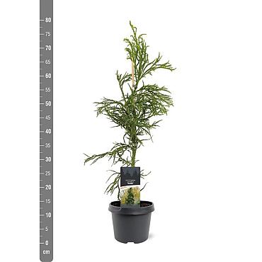 Cryptomeria j. 'Rasen'