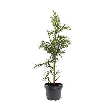 Cryptomeria j. 'Rasen'
