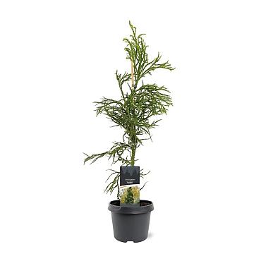 Cryptomeria j. 'Rasen'