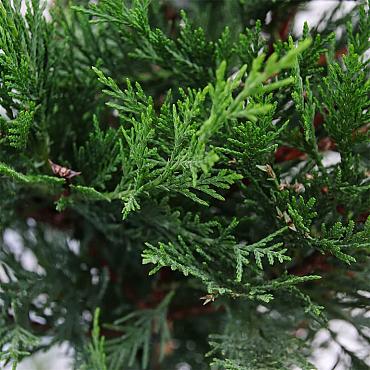 Cupressocyparis leylandii