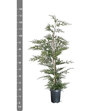 Cupressocyparis leylandii