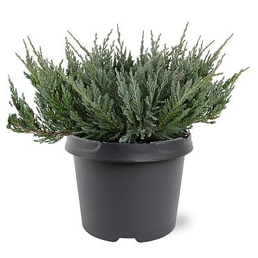 Juniperus h. 'Blue Chip'
