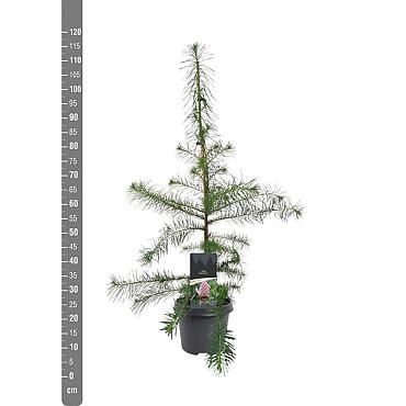 Larix decidua
