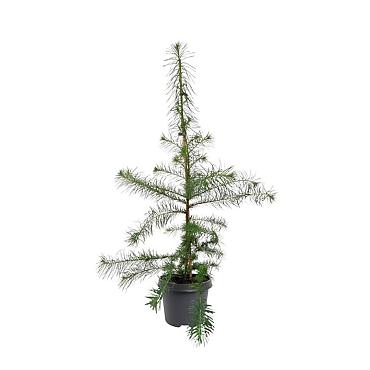 Larix decidua