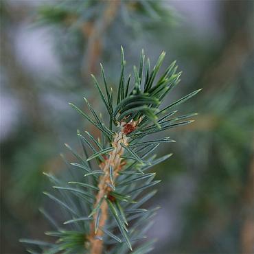 Picea omorika