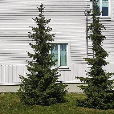 Picea omorika