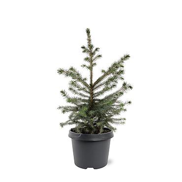 Picea omorika