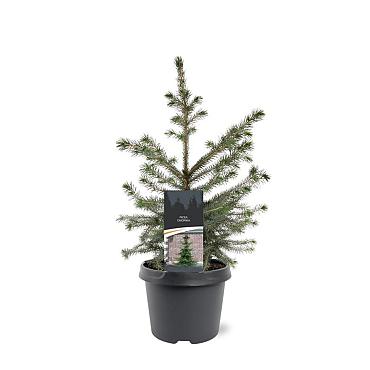 Picea omorika