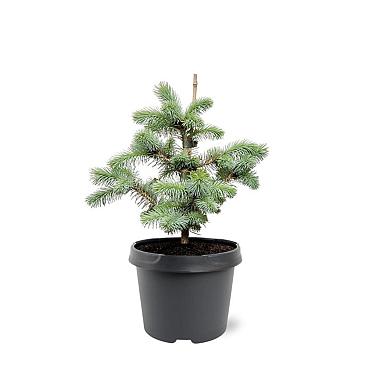 Picea pungens 'Blue Diamond'