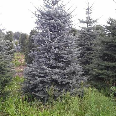 Picea pungens 'Blue Diamond'