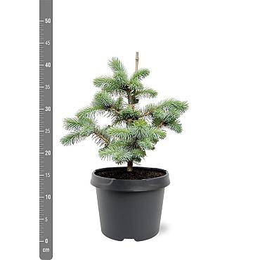Picea pungens 'Blue Diamond'