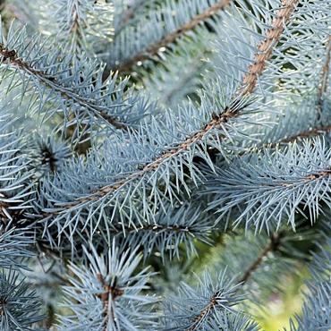 Picea pungens 'Blue Diamond'