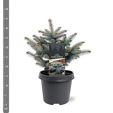 Picea pungens 'Glauca Globosa'