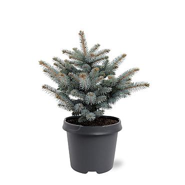 Picea pungens 'Glauca Globosa'