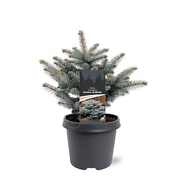 Picea pungens 'Glauca Globosa'