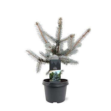 Picea pungens 'Hoopsii'