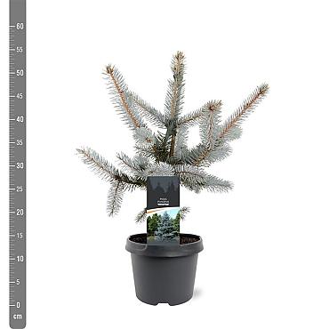 Picea pungens 'Hoopsii'