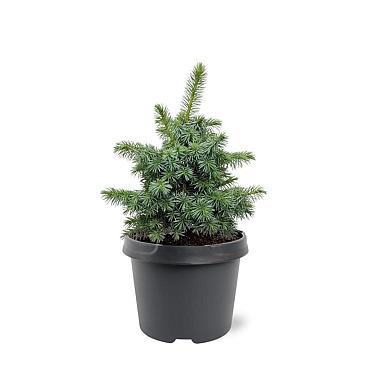 Picea sitchensis 'Tenas'