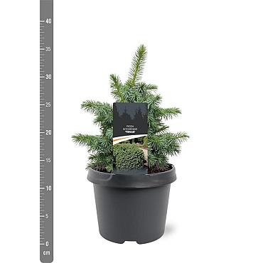 Picea sitchensis 'Tenas'