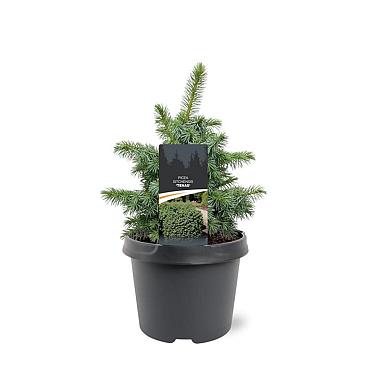Picea sitchensis 'Tenas'