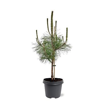 Pinus nigra nigra