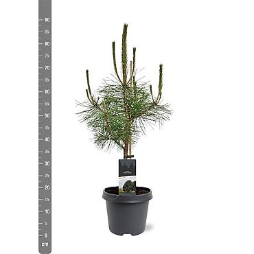 Pinus nigra nigra