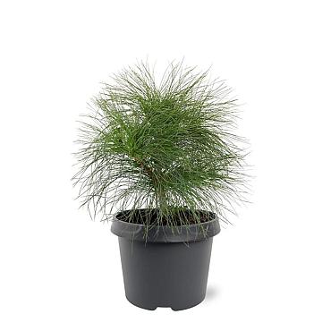 Pinus wallichiana